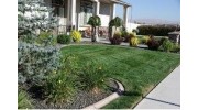 Trim Shrubs